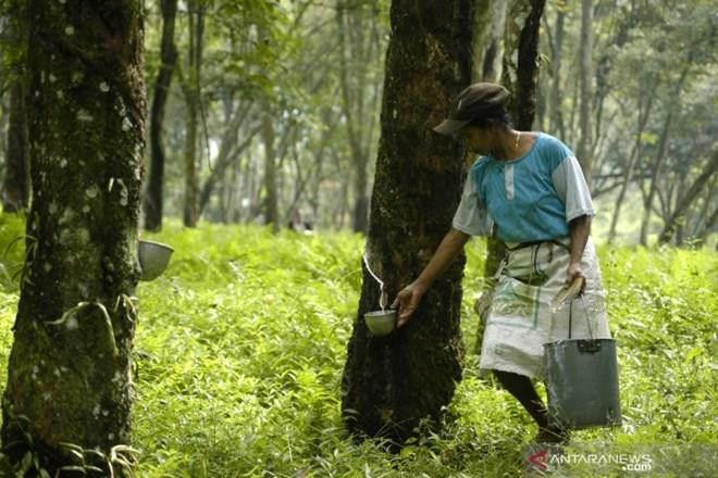 Destina Tailandia 798 millones de dólares para subsidios a productores de caucho ảnh 1 Destina Tailandia 798 millones de dólares para subsidios a productores de caucho ảnh 1
