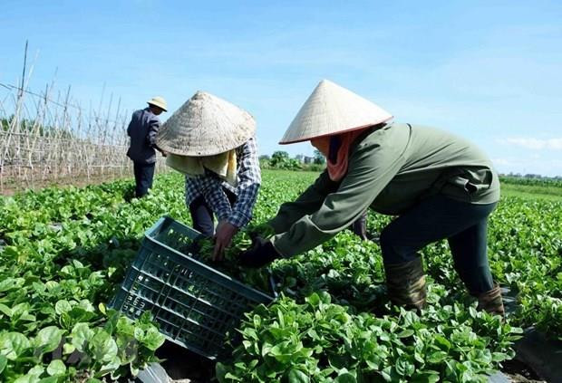 Evalúa Vietnam 15 años de economía colectiva ảnh 1 Evalúa Vietnam 15 años de economía colectiva ảnh 1