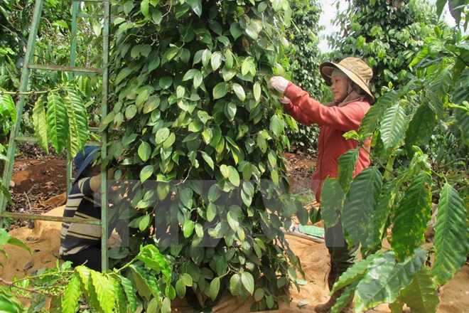 Altiplanicie Occidental de Vietnam busca alcanzar un desarrollo sostenible ảnh 1 Altiplanicie Occidental de Vietnam busca alcanzar un desarrollo sostenible ảnh 1