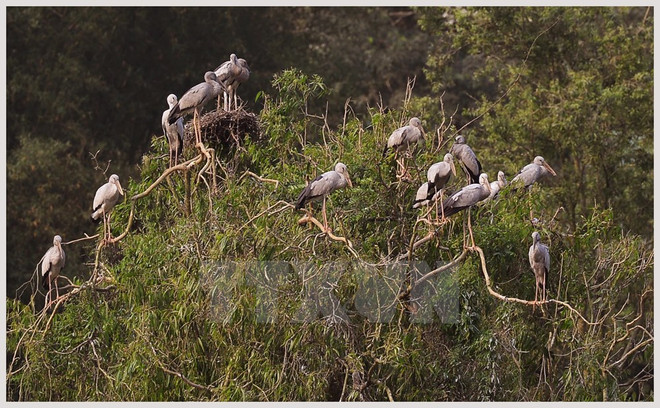 Miles de aves anidan en la isla de Hon Hai frente a la costa de Binh Thuan ảnh 1 Miles de aves anidan en la isla de Hon Hai frente a la costa de Binh Thuan ảnh 1