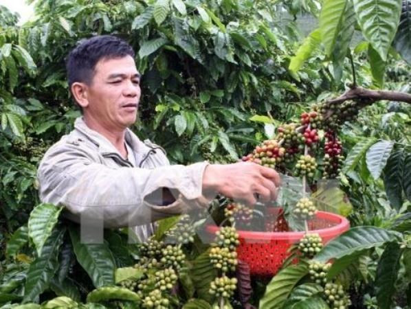 Café robusta de Buon Ma Thuot presente en numerosos países ảnh 1 Café robusta de Buon Ma Thuot presente en numerosos países ảnh 1