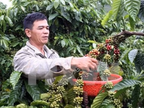 Café robusta de Buon Ma Thuot presente en numerosos países ảnh 1