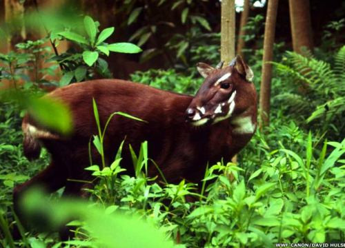 Fundarán en Vietnam el primer centro de multiplicación del Saola ảnh 1 Fundarán en Vietnam el primer centro de multiplicación del Saola ảnh 1