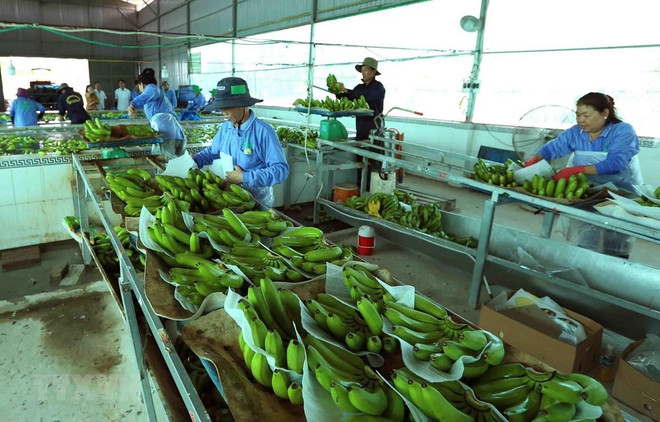 Vietnam y China firman protocolo de exportación de bananas ảnh 1 Vietnam y China firman protocolo de exportación de bananas ảnh 1