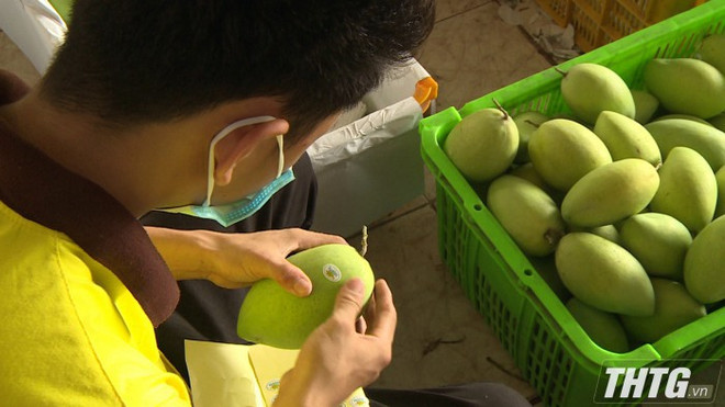 Provincia vietnamita de Tien Giang aumenta emisión de códigos de áreas frutales ảnh 2 Provincia vietnamita de Tien Giang aumenta emisión de códigos de áreas frutales ảnh 2