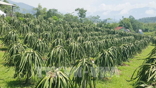 Provincia vietnamita de Tien Giang aumenta emisión de códigos de áreas frutales ảnh 1 Provincia vietnamita de Tien Giang aumenta emisión de códigos de áreas frutales ảnh 1