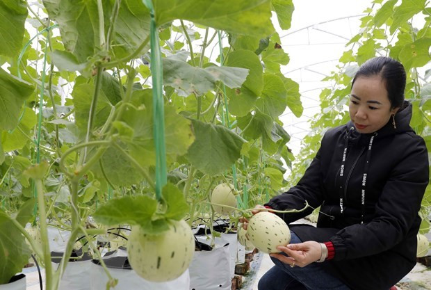 Establecerán zona agrícola de alta tecnología en provincia vietnamita de Quang Ninh ảnh 1