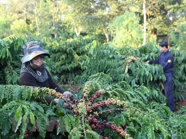 Pronostican crecimiento sostenido del precio del café vietnamita ảnh 1 Pronostican crecimiento sostenido del precio del café vietnamita ảnh 1
