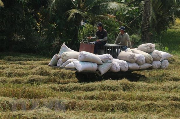 Aumenta producción de arroz de Vietnam en 2021 ảnh 1 Aumenta producción de arroz de Vietnam en 2021 ảnh 1