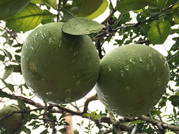 Rusia importa toronjas de la provincia de Phu Tho ảnh 1 Rusia importa toronjas de la provincia de Phu Tho ảnh 1