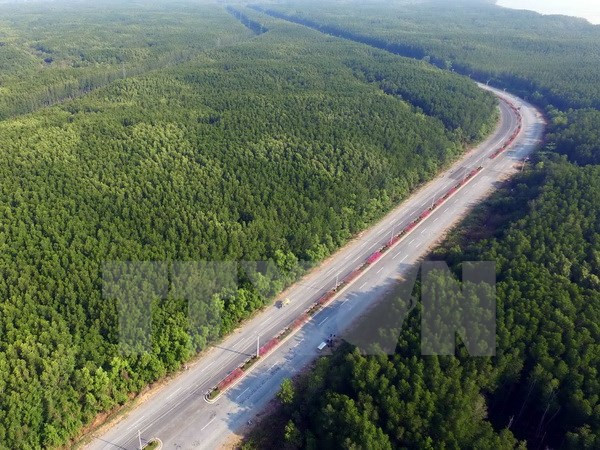 Vietnam aumentará cobertura forestal a 41 por ciento en 2017 ảnh 1