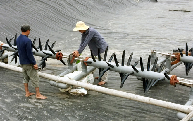 Cría de cangrejo beneficia a localidad costera ảnh 1 Cría de cangrejo beneficia a localidad costera ảnh 1