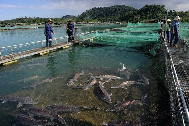 Éxitos y desafíos de Vietnam en aprovechar recursos marinos ảnh 1 Éxitos y desafíos de Vietnam en aprovechar recursos marinos ảnh 1
