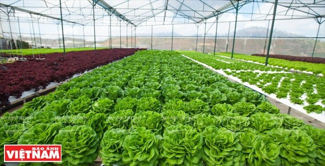 Ciudad antiplana vietnamita será primer centro de hortalizas en Sudeste de Asia ảnh 1