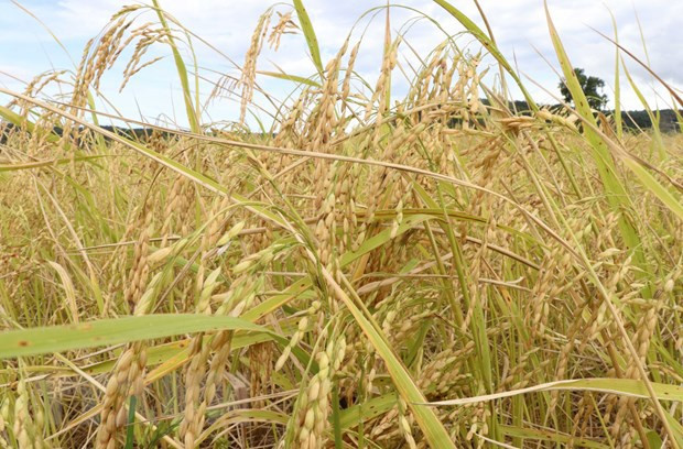 Australia y Vietnam cooperan en desarrollo de nuevas variedades de arroz ảnh 2 Australia y Vietnam cooperan en desarrollo de nuevas variedades de arroz ảnh 2
