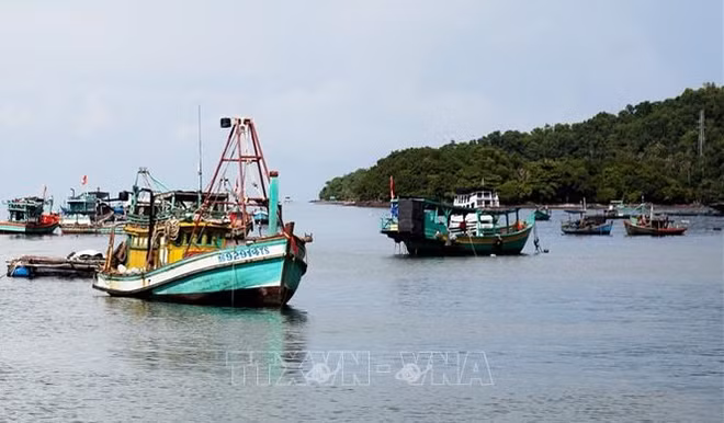 Vietnam refuerza lucha contra la pesca ilegal ảnh 1