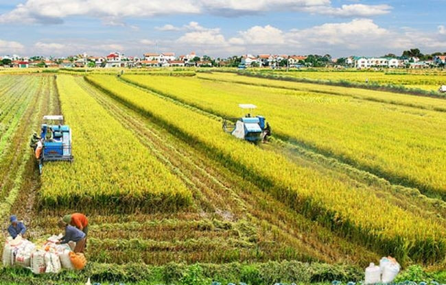 Australia y Vietnam cooperan en desarrollo de nuevas variedades de arroz ảnh 1 Australia y Vietnam cooperan en desarrollo de nuevas variedades de arroz ảnh 1