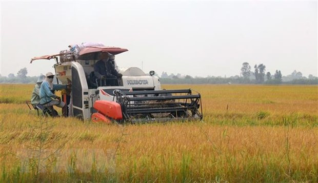 Exportaciones de provincia vietnamita de Kien Giang aumentan más de 15 por ciento ảnh 1 Exportaciones de provincia vietnamita de Kien Giang aumentan más de 15 por ciento ảnh 1