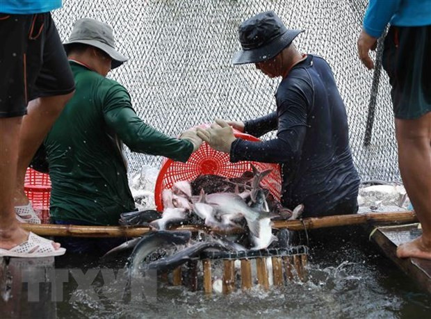 Exportaciones de pescado Tra de Vietnam a la ASEAN registran crecimiento espectacular ảnh 1