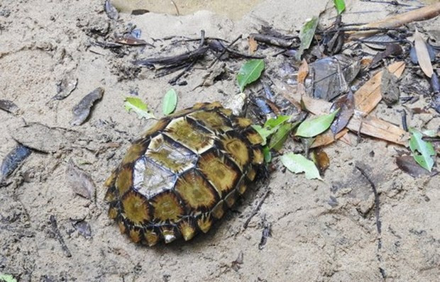 Descubren especie de tortuga grabada en provincia vietnamita de Khanh Hoa ảnh 1 Descubren especie de tortuga grabada en provincia vietnamita de Khanh Hoa ảnh 1