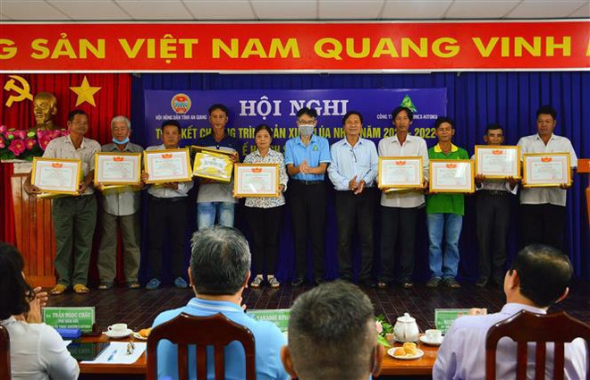 Extienden cultivo de arroz japónica en Vietnam para exportación a Europa ảnh 1