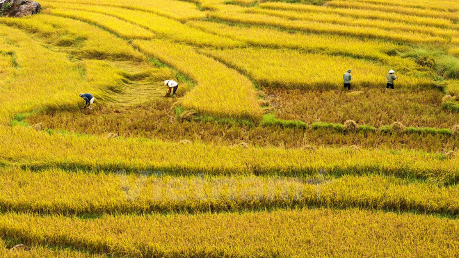 Publican primer informe anual de turismo de Vietnam ảnh 1