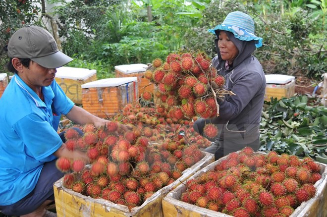 Rambután secado de Dong Nai penetra en mercado francés ảnh 1 Rambután secado de Dong Nai penetra en mercado francés ảnh 1
