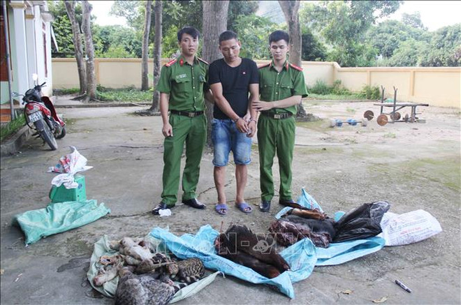 Detectan en Vietnam caso de transportación ilegal de animales silvestres ảnh 1