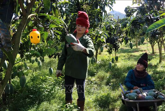 Exportará Vietnam mango a Estados Unidos ảnh 1