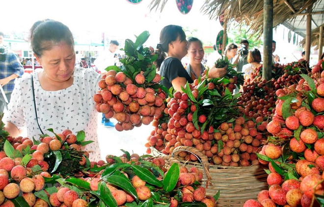 Cadena de producción y consumo de productos agrícolas en Hanoi ảnh 1