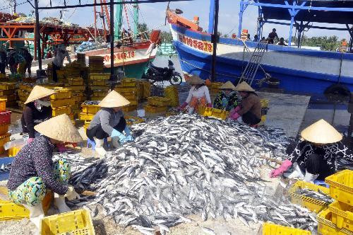 Crece producción pesquera de Vietnam en primera mitad de 2020 ảnh 1 Crece producción pesquera de Vietnam en primera mitad de 2020 ảnh 1