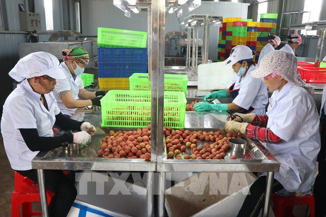 Provincia de Hai Duong exporta lichi a Japón por primera vez ảnh 1 Provincia de Hai Duong exporta lichi a Japón por primera vez ảnh 1