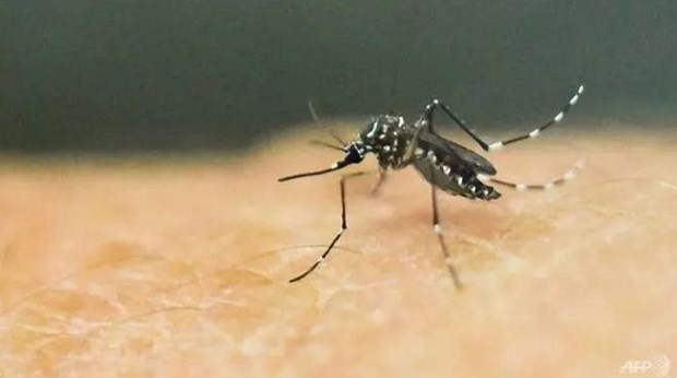 Laos reporta más de dos mil casos y cinco muertes por dengue ảnh 1 Laos reporta más de dos mil casos y cinco muertes por dengue ảnh 1