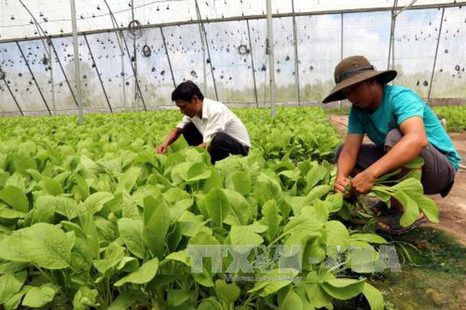 Ministerio de Camboya firma acuerdo sobre desarrollo de vegetales con empresa japonesa ảnh 1