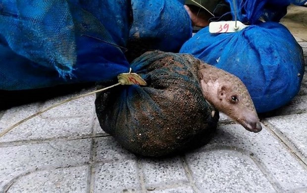 Cadena de suministro de animales silvestres aumenta riesgo de transmisión del coronavirus ảnh 1 Cadena de suministro de animales silvestres aumenta riesgo de transmisión del coronavirus ảnh 1