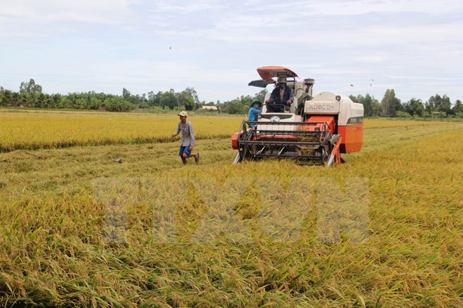 Vietnam será un gran productor agrícola en Sudeste Asiático ảnh 1