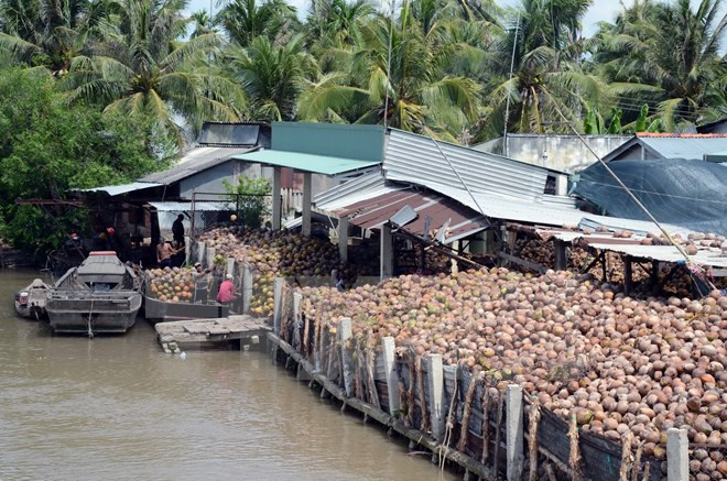 Ben Tre: Productos de coco aportan 30 por ciento ingresos de exportaciones ảnh 1 Ben Tre: Productos de coco aportan 30 por ciento ingresos de exportaciones ảnh 1