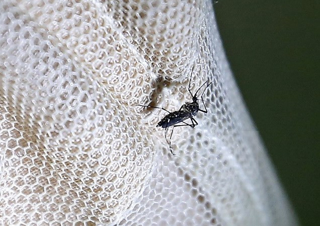 Realiza provincia de Vietnam medidas preventivas contra Zika ảnh 1 Realiza provincia de Vietnam medidas preventivas contra Zika ảnh 1