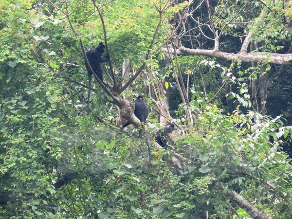 Rescatan exitosamente oso y monos en provincia de Vietnam ảnh 1