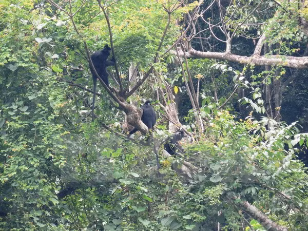 Rescatan exitosamente oso y monos en provincia de Vietnam ảnh 1 Rescatan exitosamente oso y monos en provincia de Vietnam ảnh 1