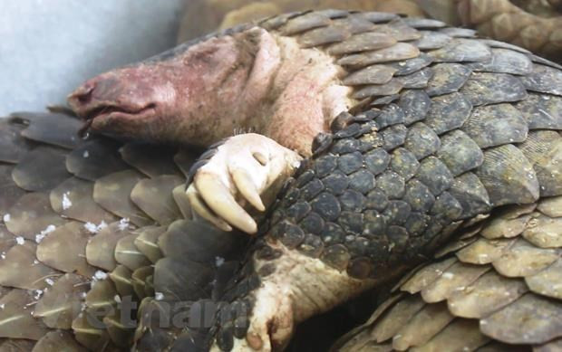 Aumenta tasa de manejo de violaciones relacionadas con vida silvestre en Vietnam ảnh 1 Aumenta tasa de manejo de violaciones relacionadas con vida silvestre en Vietnam ảnh 1