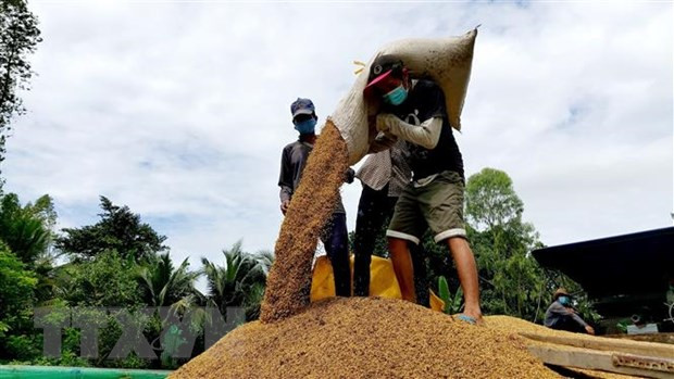 Tailandia se encamina al cumplimiento de alta meta de exportación de arroz en 2021 ảnh 1 Tailandia se encamina al cumplimiento de alta meta de exportación de arroz en 2021 ảnh 1