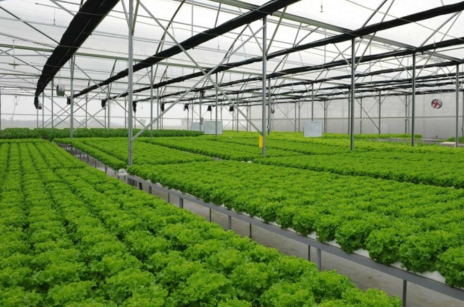 Buscan oportunidades entre Vietnam y Alemania en campo de tecnología verde ảnh 1