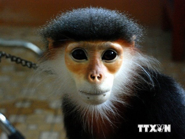 Descubren en provincia vietnamita manadas de gibones en peligro de extinción ảnh 1 Descubren en provincia vietnamita manadas de gibones en peligro de extinción ảnh 1