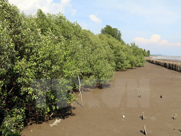 Millones de vietnamitas se benefician del proyecto de plantación de mangles ảnh 1 Millones de vietnamitas se benefician del proyecto de plantación de mangles ảnh 1