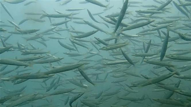 Colocación de arrecifes artificiales ayuda a proteger recursos pesqueros en provincia de Ca Mau ảnh 2 Colocación de arrecifes artificiales ayuda a proteger recursos pesqueros en provincia de Ca Mau ảnh 2