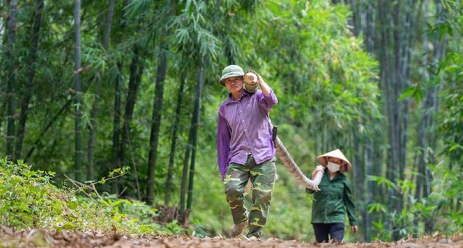 Desarrollan cadena de valor sostenible de almeja y bambú en Vietnam ảnh 1 Desarrollan cadena de valor sostenible de almeja y bambú en Vietnam ảnh 1