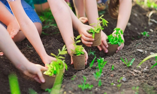 Vietnam se esmera en plantar mil millones de árboles para 2025 ảnh 1