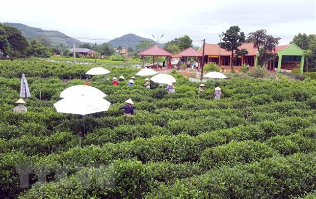 Promueven turismo comunitario asociado a cultura del té en provincia vietnamita ảnh 1 Promueven turismo comunitario asociado a cultura del té en provincia vietnamita ảnh 1