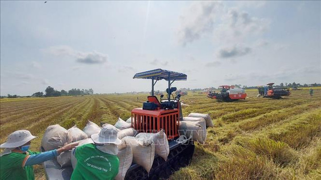 Buenas señales para industria arrocera de Vietnam en 2023 ảnh 1 Buenas señales para industria arrocera de Vietnam en 2023 ảnh 1